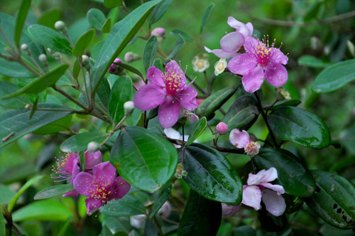 Chậu cây giống hoa Mua Thái (hoa sim Thái) cao 30-40cm đang hoa nhiều nụ - cây cho hoa Tím lịm quanh năm, cực dễ trồng