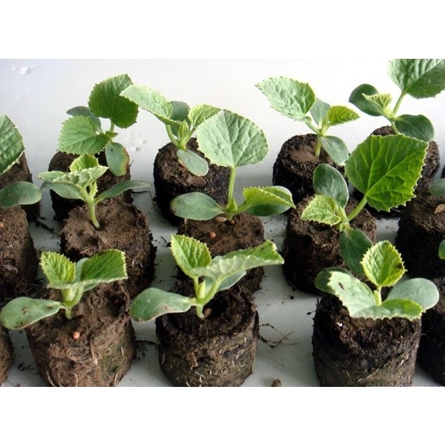 Gói 20 viên nén mùn dừa loại 1 chứa dưỡng chất vi sinh, chuyên dùng ươm hạt, chiết cành, lấy ngó dâu tây