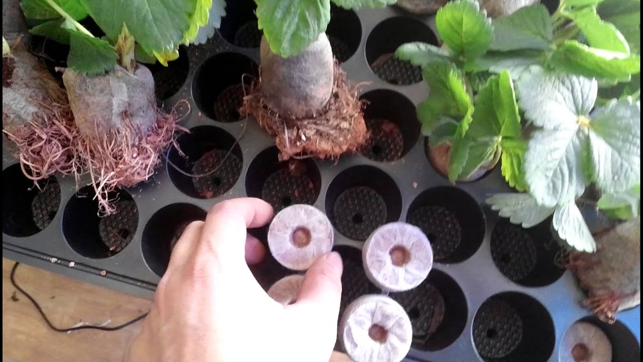 10 viên nén ươm hạt