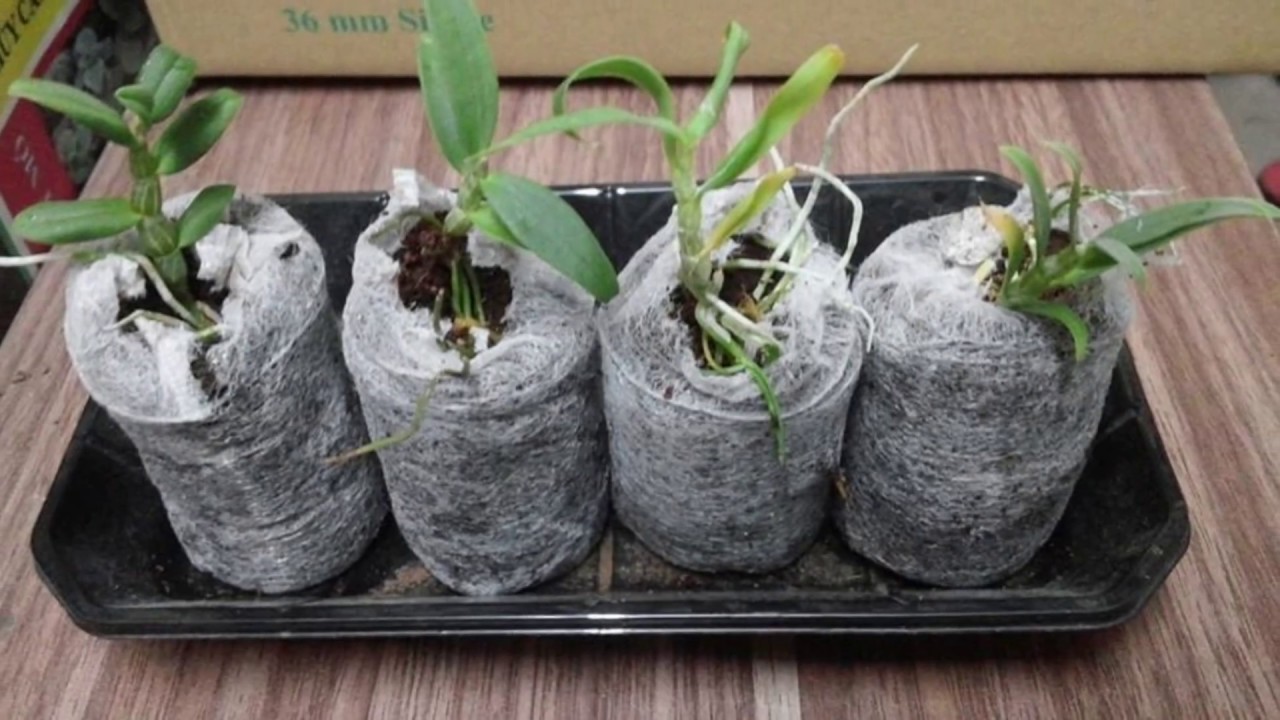 10 viên nén ươm hạt