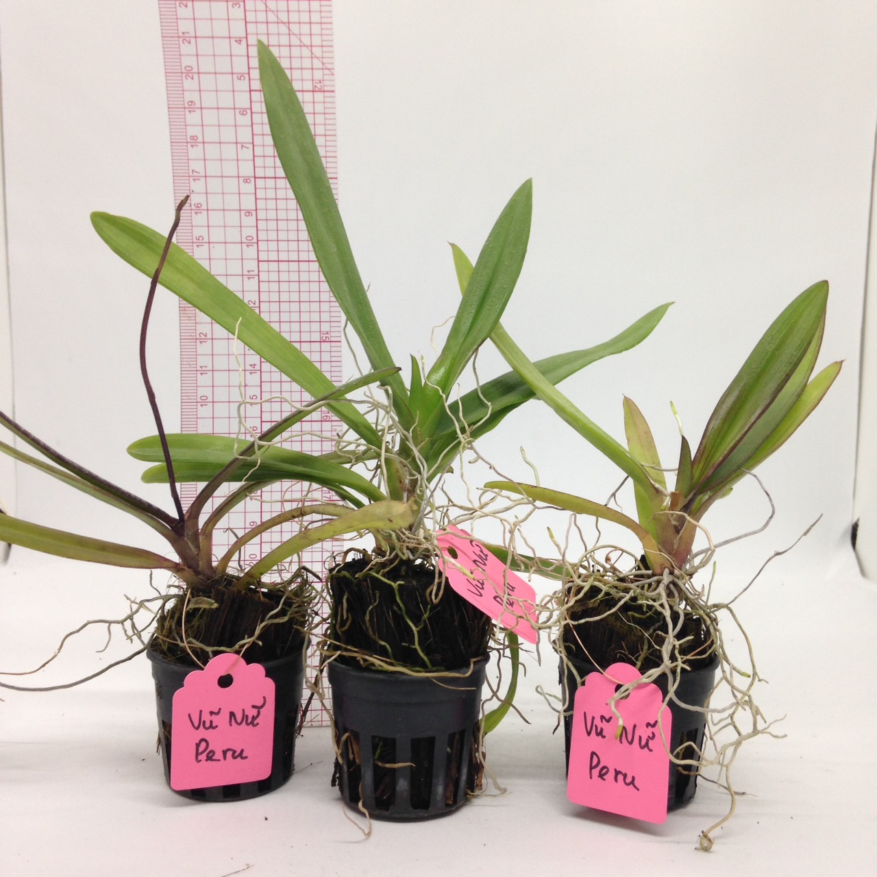 Vũ Nữ Peru - Hàng hoa Tết nguyên đán - cây to ĐÃ CÓ NGỒNG - giao cây như hình