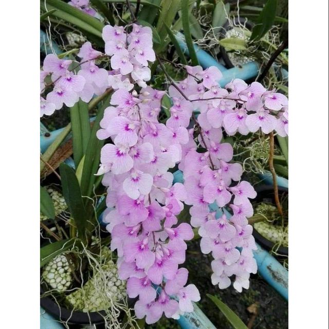 Vũ Nữ Peru - Hàng hoa Tết nguyên đán - cây to ĐÃ CÓ NGỒNG - giao cây như hình