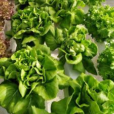 Gói 2g hạt giống xà lách búp