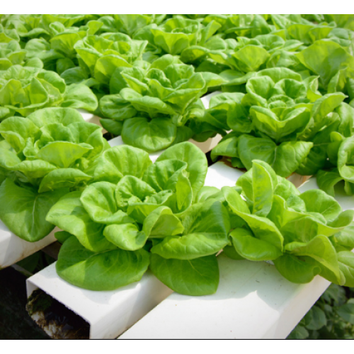 Gói 2g hạt giống xà lách búp