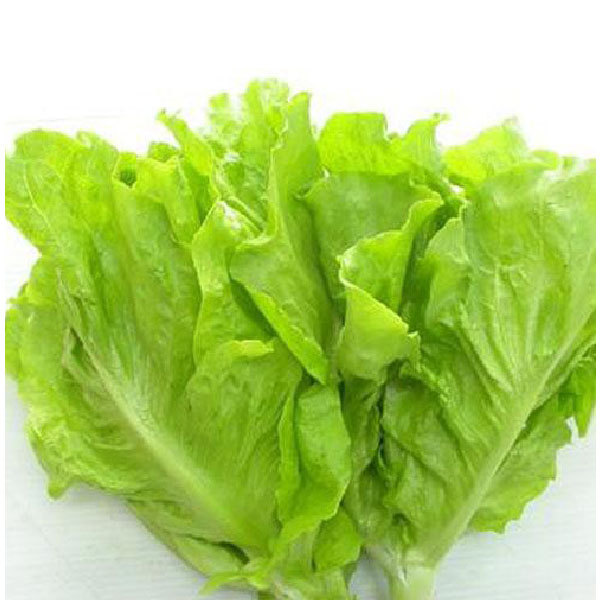 Gói 10g hạt giống xà lách Dún Vàng cao sản