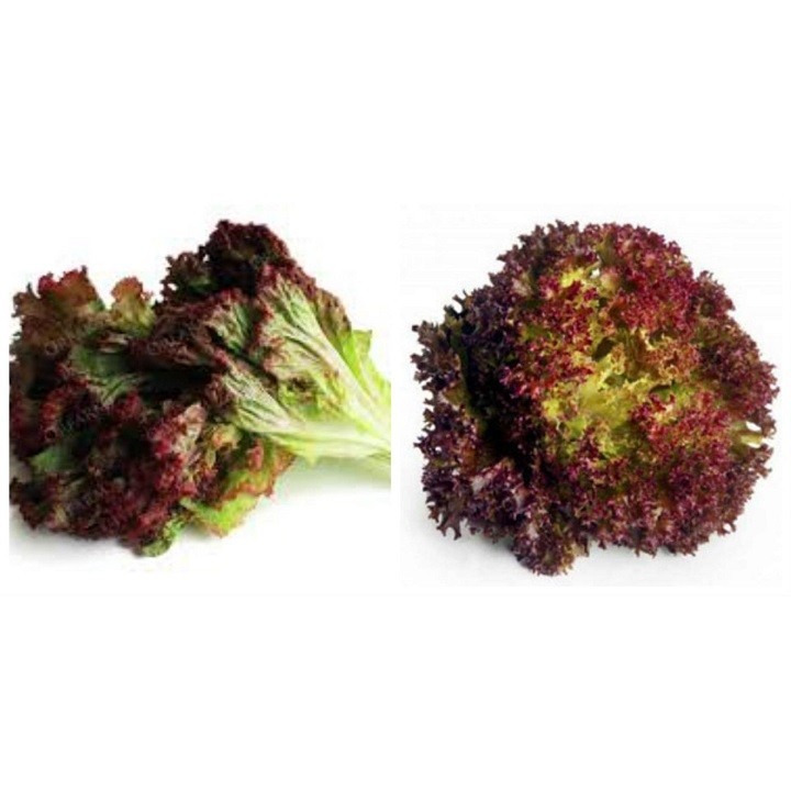 Gói 2g hạt giống xà lách tím Lollo Rossa