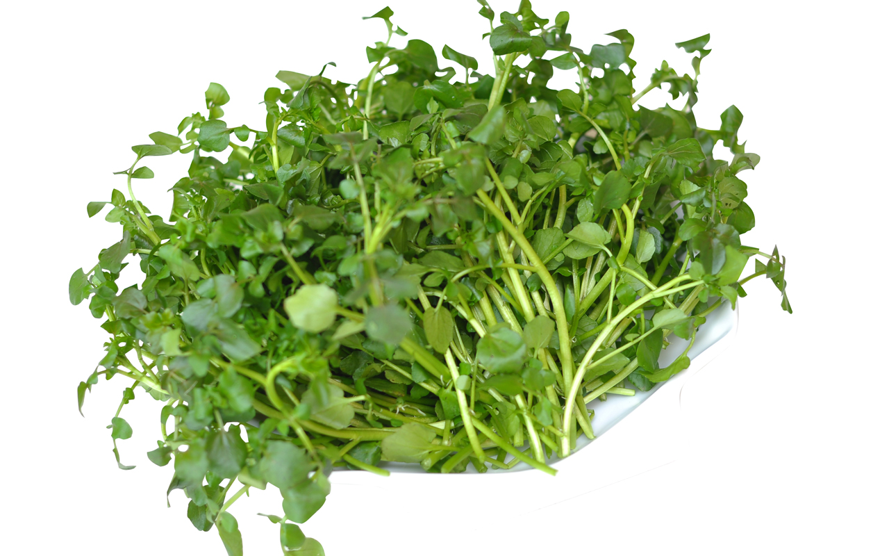 Gói 0.1g hạt giống xà lách xoong Mỹ