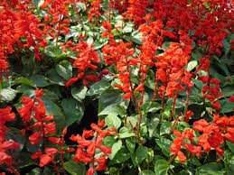 Gói 50 hạt giống hoa xác pháo đỏ cao