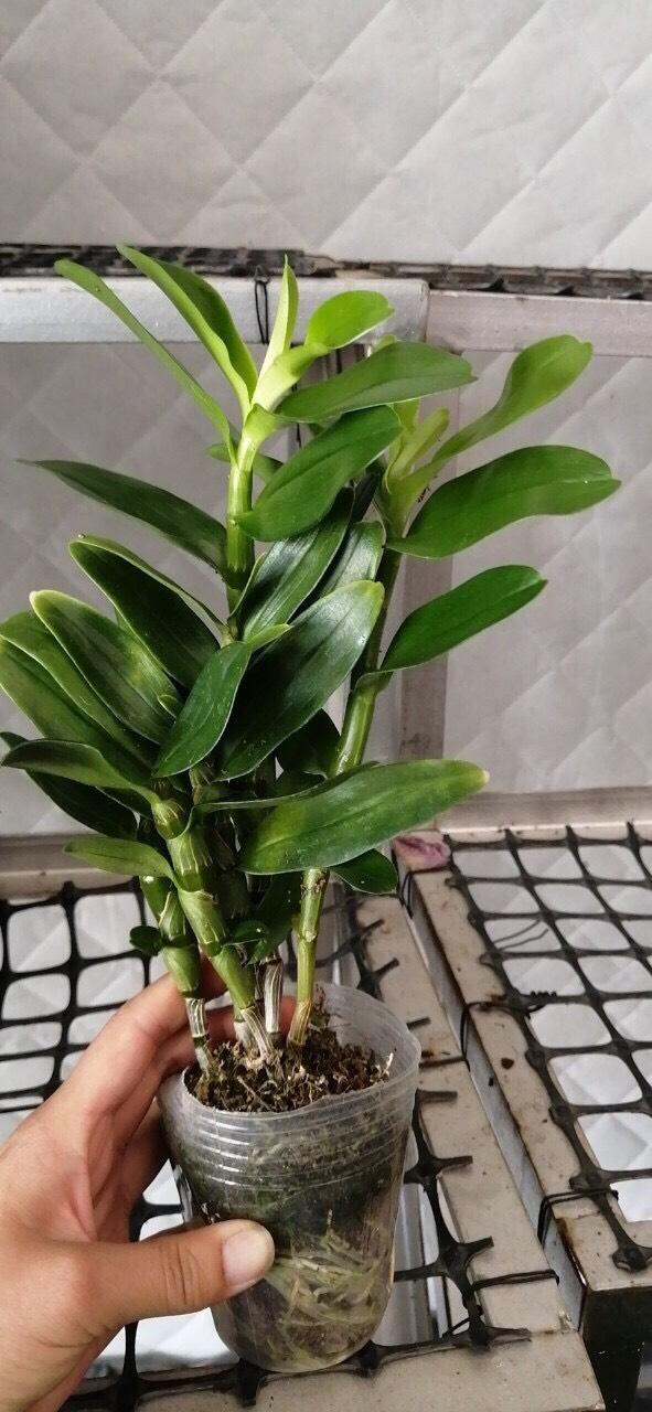 Chậu cây lan Dendro xuân nhiều thân, cho hoa Tết hàng năm - hoa bền đẹp tới 2 tháng