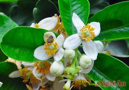 Tinh dầu mọc tóc hiệu quả được khuyên dùng Tinh dầu mọc tóc hiệu quả được khuyên dùng