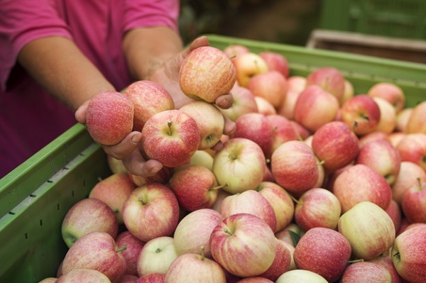 Hàm lượng calo trong táo