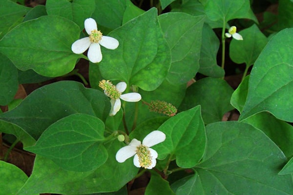 Rau diếp cá có tốt cho nam giới không?