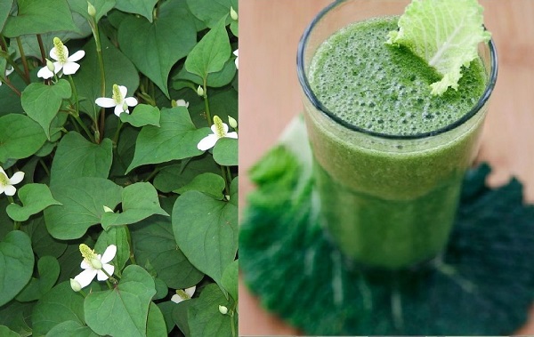 Những lưu ý khi sử dụng rau diếp cá