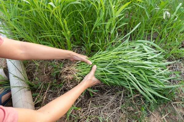 Các loại rau muống phổ biến