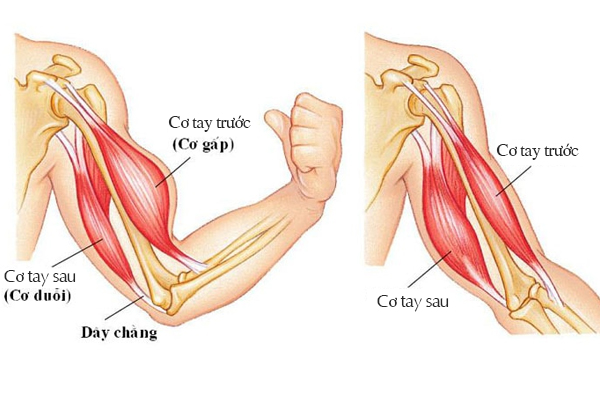 Cơ tay trước và cơ tay sau