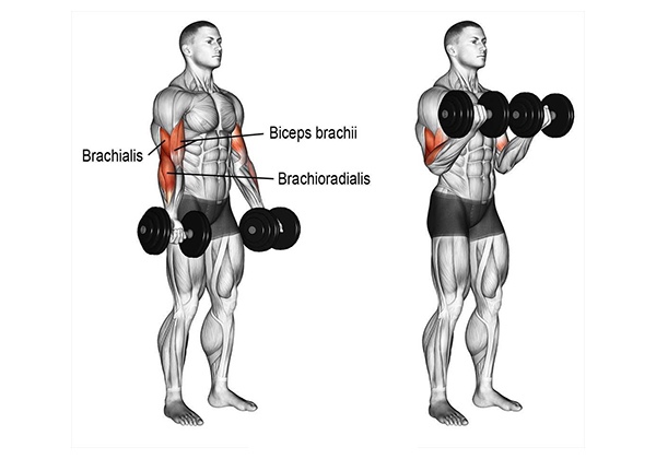Tư thế tập Dumbbell Bicep Curl