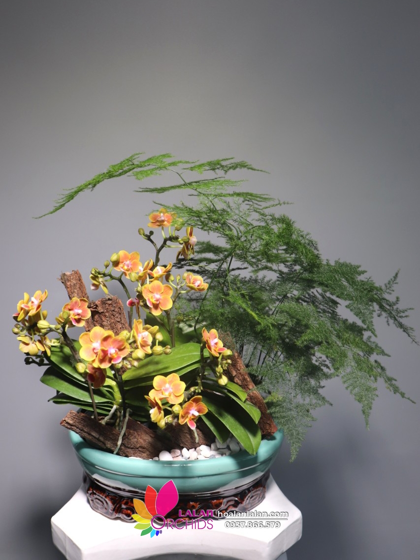 Chậu lan hồ điệp mini tiểu cảnh