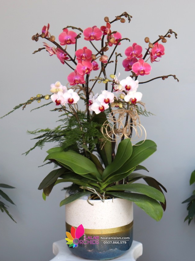 Chậu lan hồ điệp mini hồng, trắng