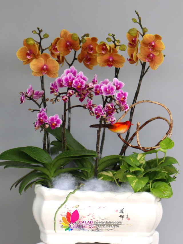 Chậu lan hồ điệp mini tiểu cảnh màu cam hồng