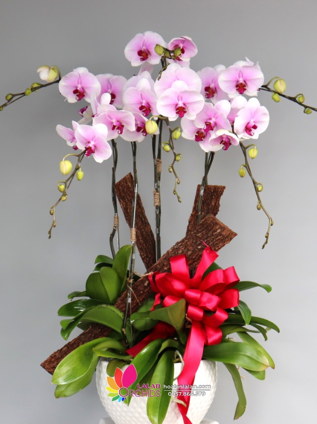 Chậu lan hồ điệp 6 cành hồng phấn