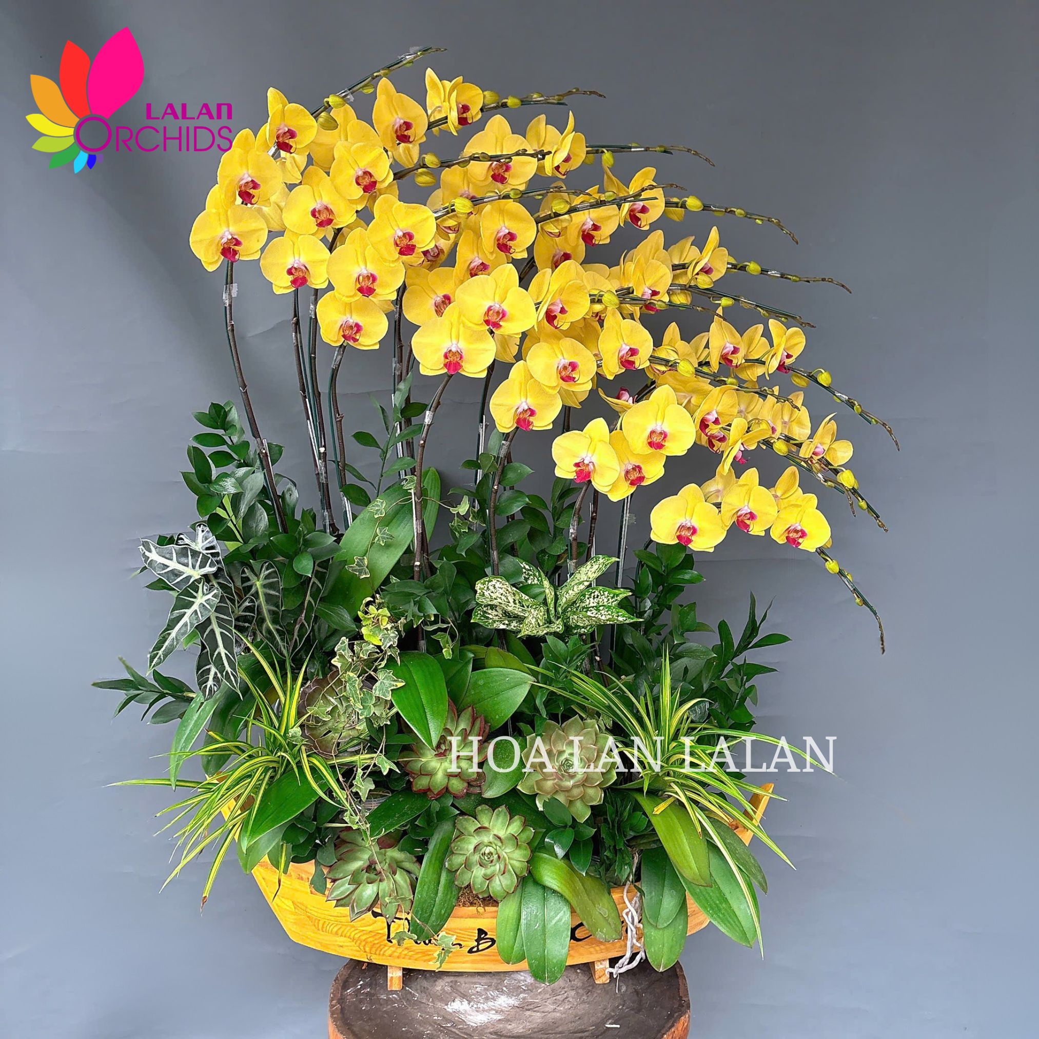 Thuyền lan hồ điệp vàng thuận buồm xuôi gió