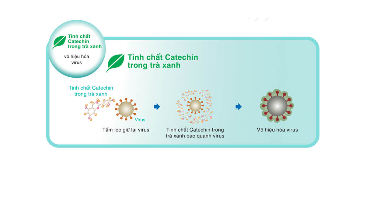 Tinh chất Catechin trong trà xanh - Vô hiệu hóa virus. 