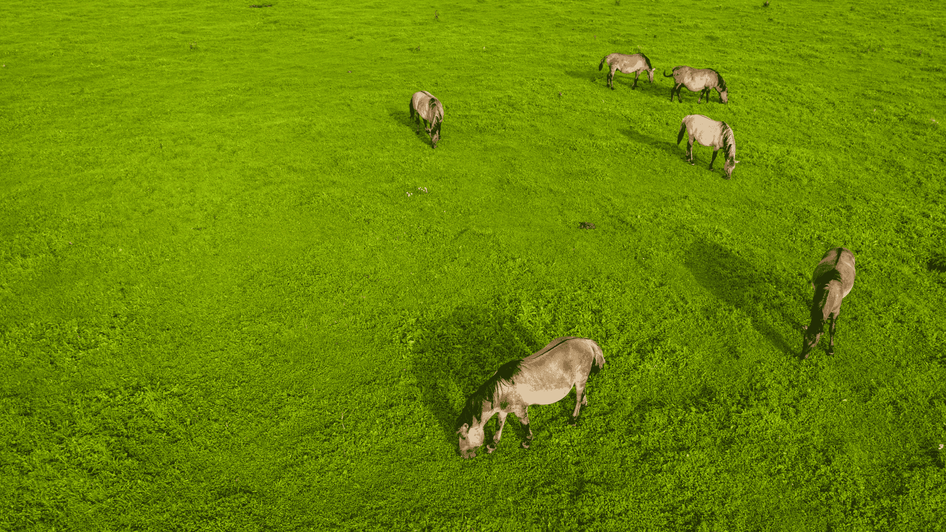 Vì Sao Nhau Thai Ngựa Lại Quý Hiếm Đến Vậy?