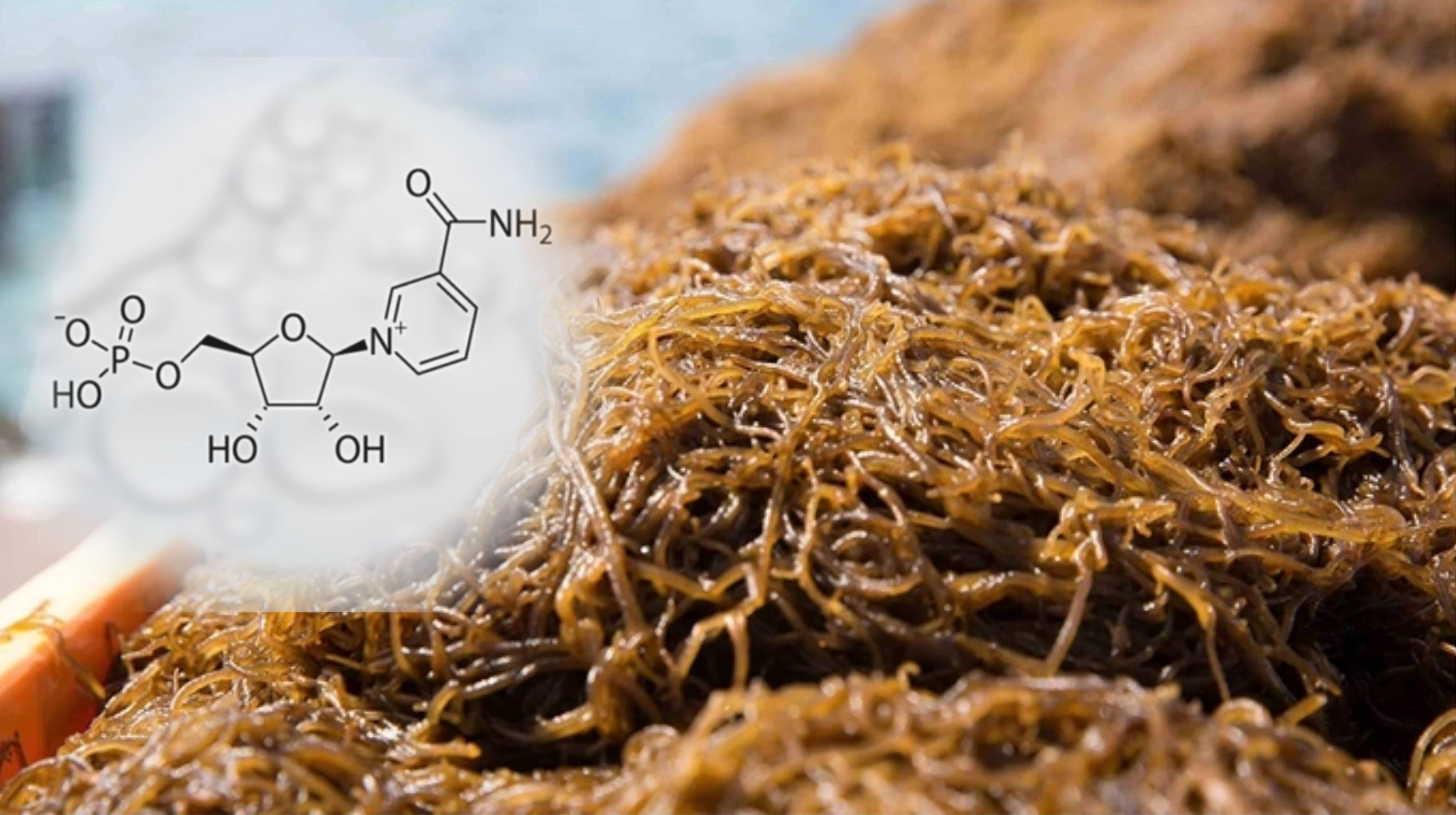 Có thể dùng NMN chung với Fucoidan không?