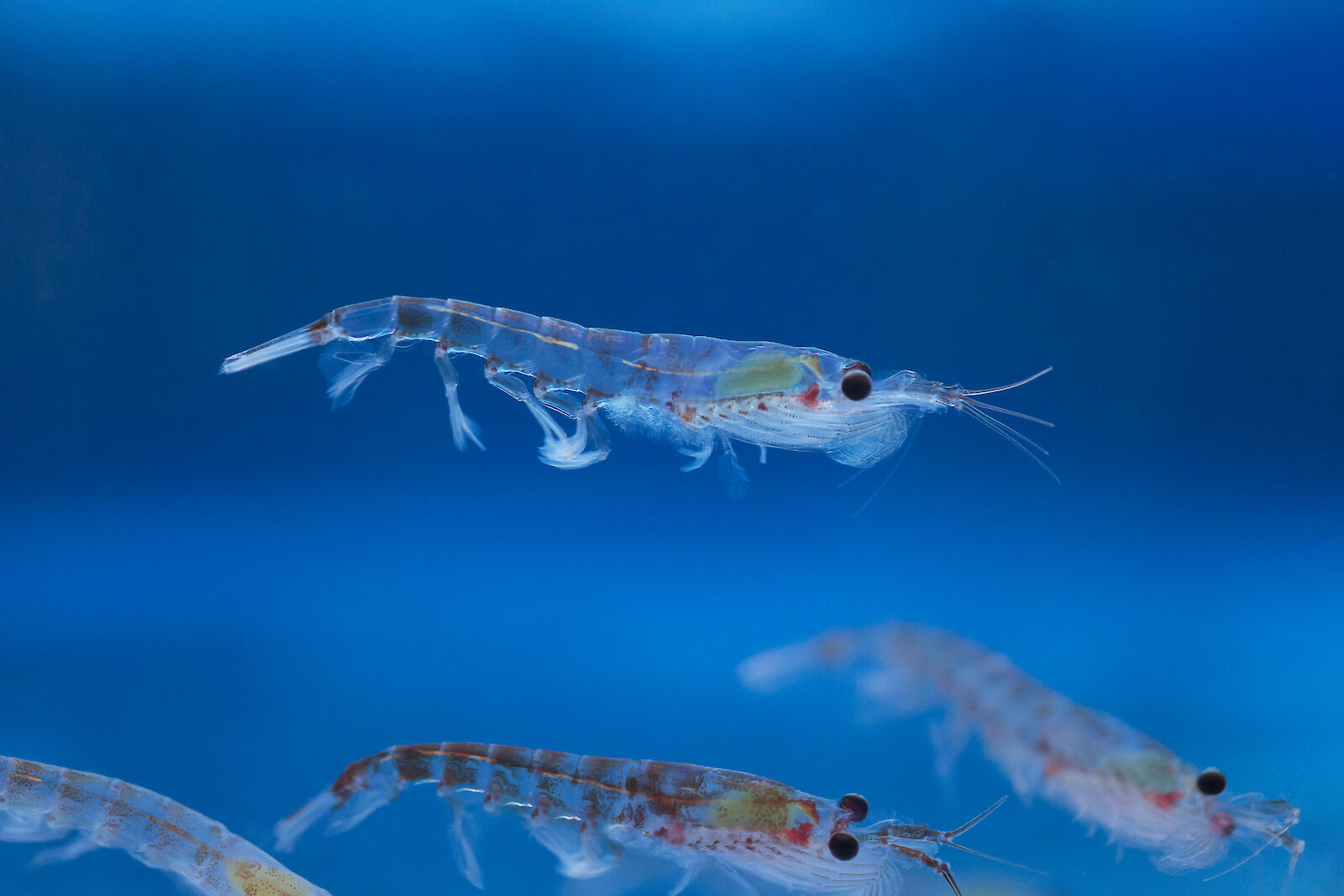 Dầu nhuyễn thể Krill Oil là gì? Có gì khác với dầu cá?