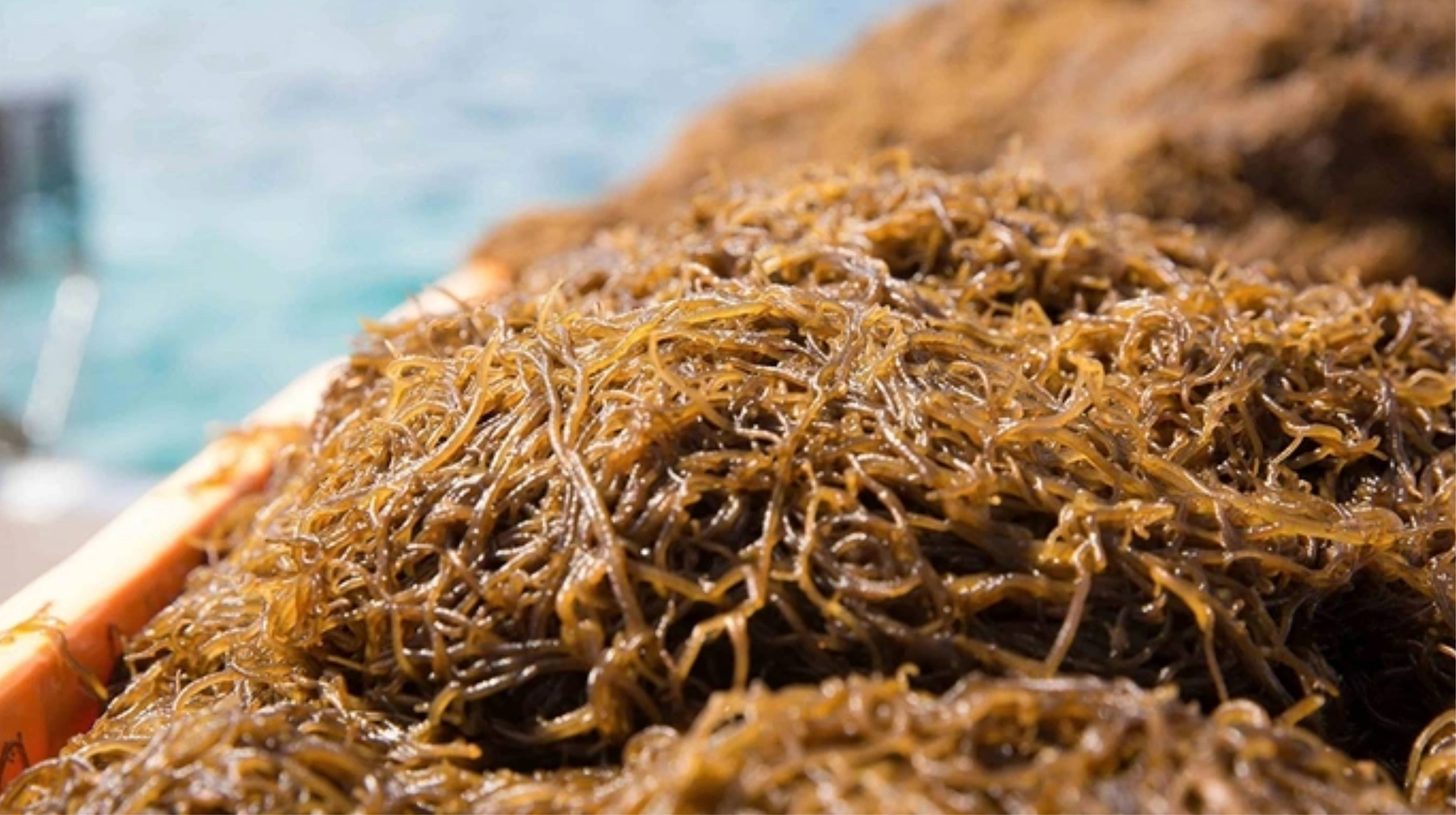 Fucoidan Okinawa Nhật Bản có gì đặc biệt?