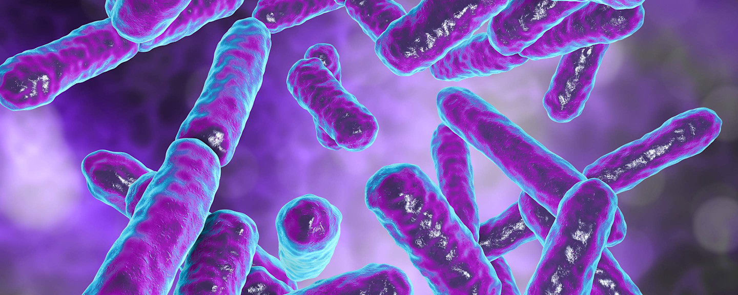 Lợi khuẩn Bifidobacterium là gì? Đặc điểm của Bifidobacterium