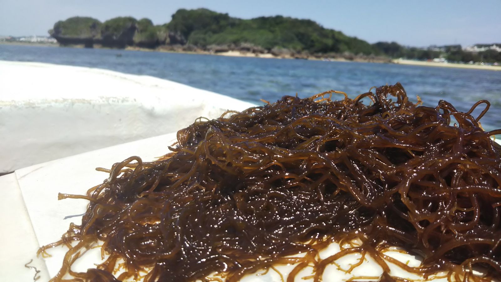 Một số câu hỏi về tảo nâu Mozuku Okinawa