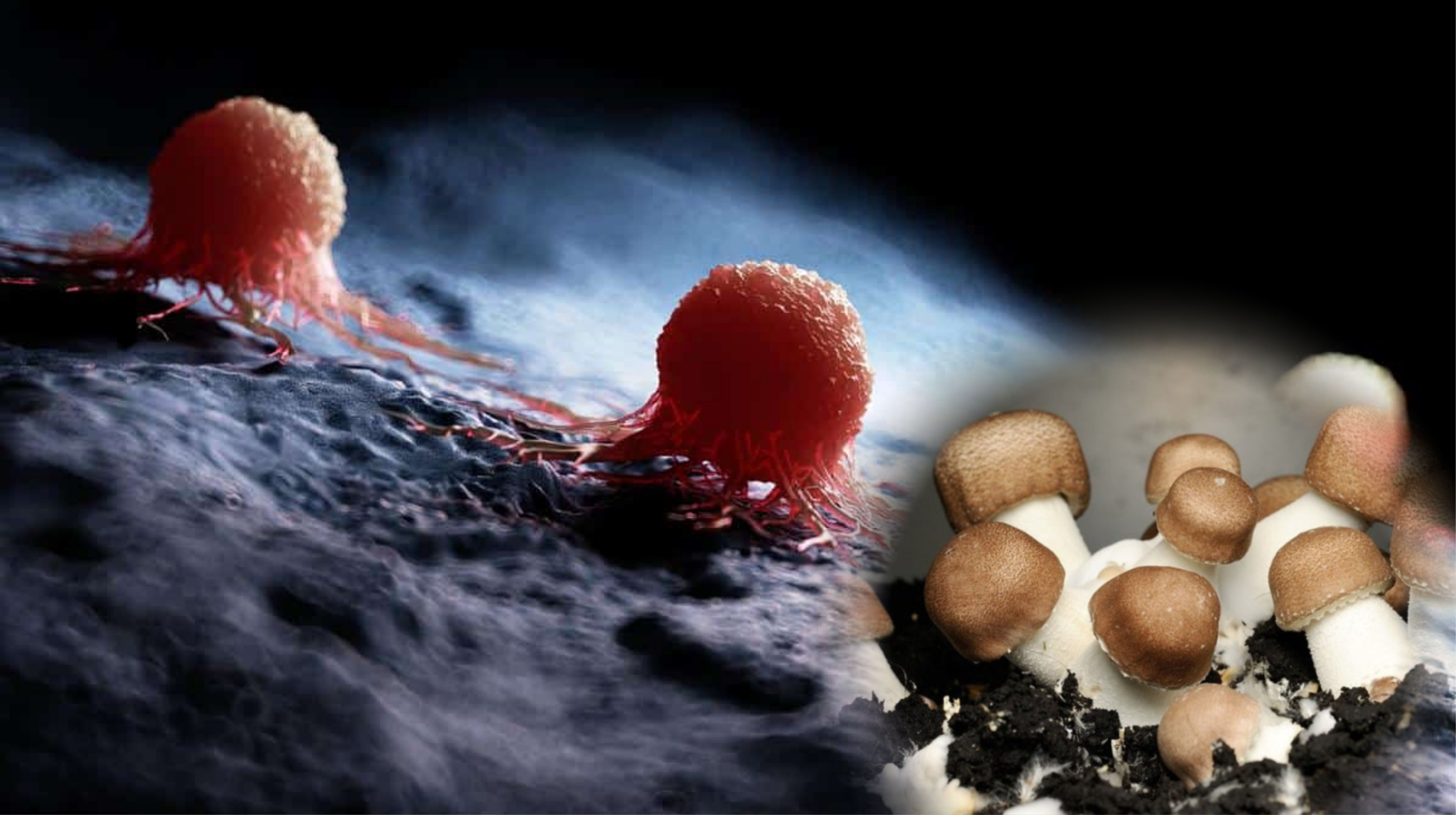 Nấm Agaricus hỗ trợ điều trị ung thư và tăng miễn dịch