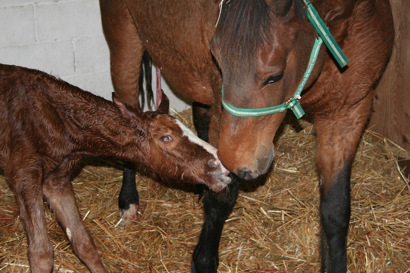 Nhau thai ngựa là gì?