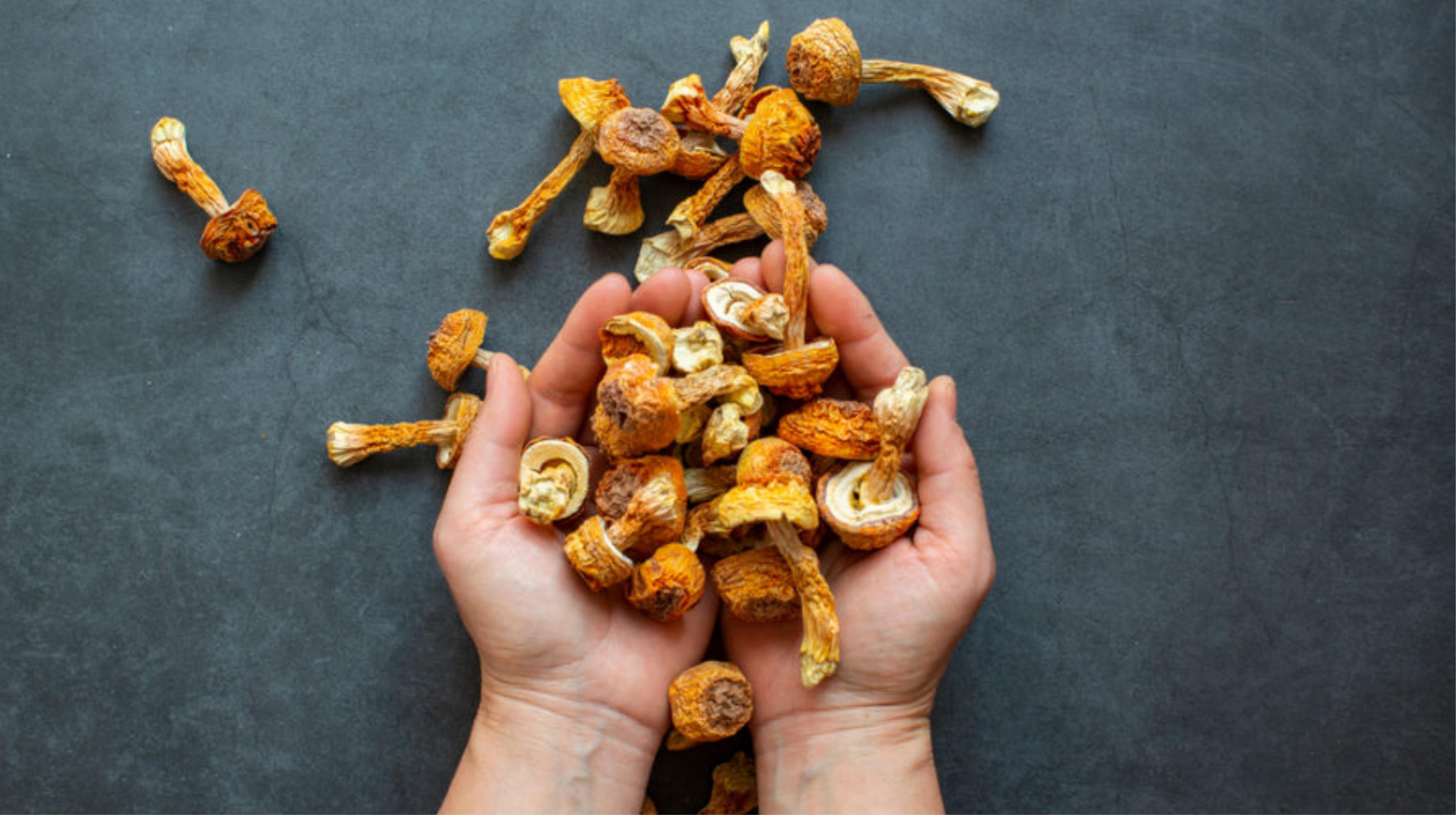 Những lưu ý quan trọng khi dùng nấm Agaricus
