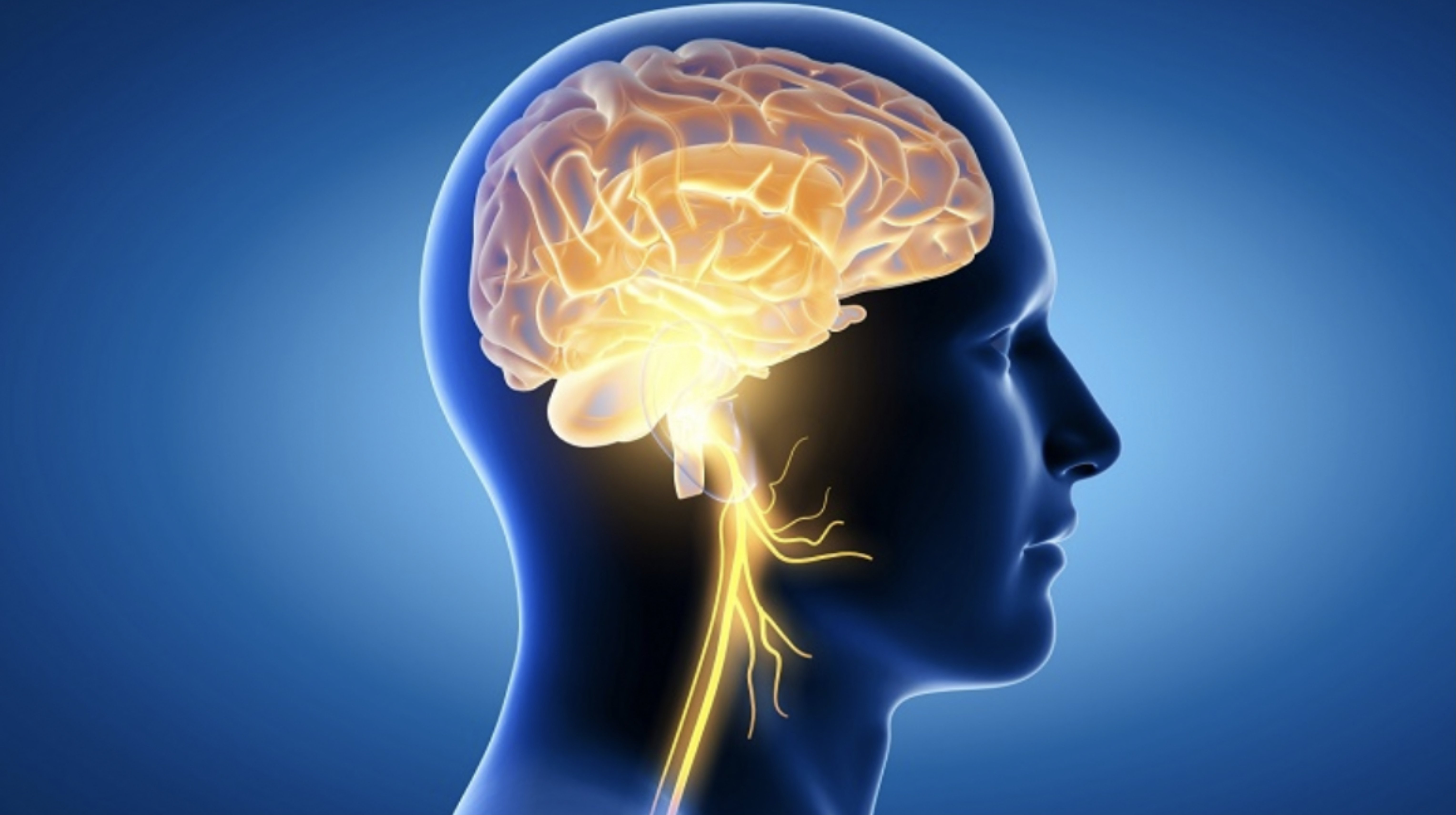 NMN giúp cải thiện chức năng não bộ