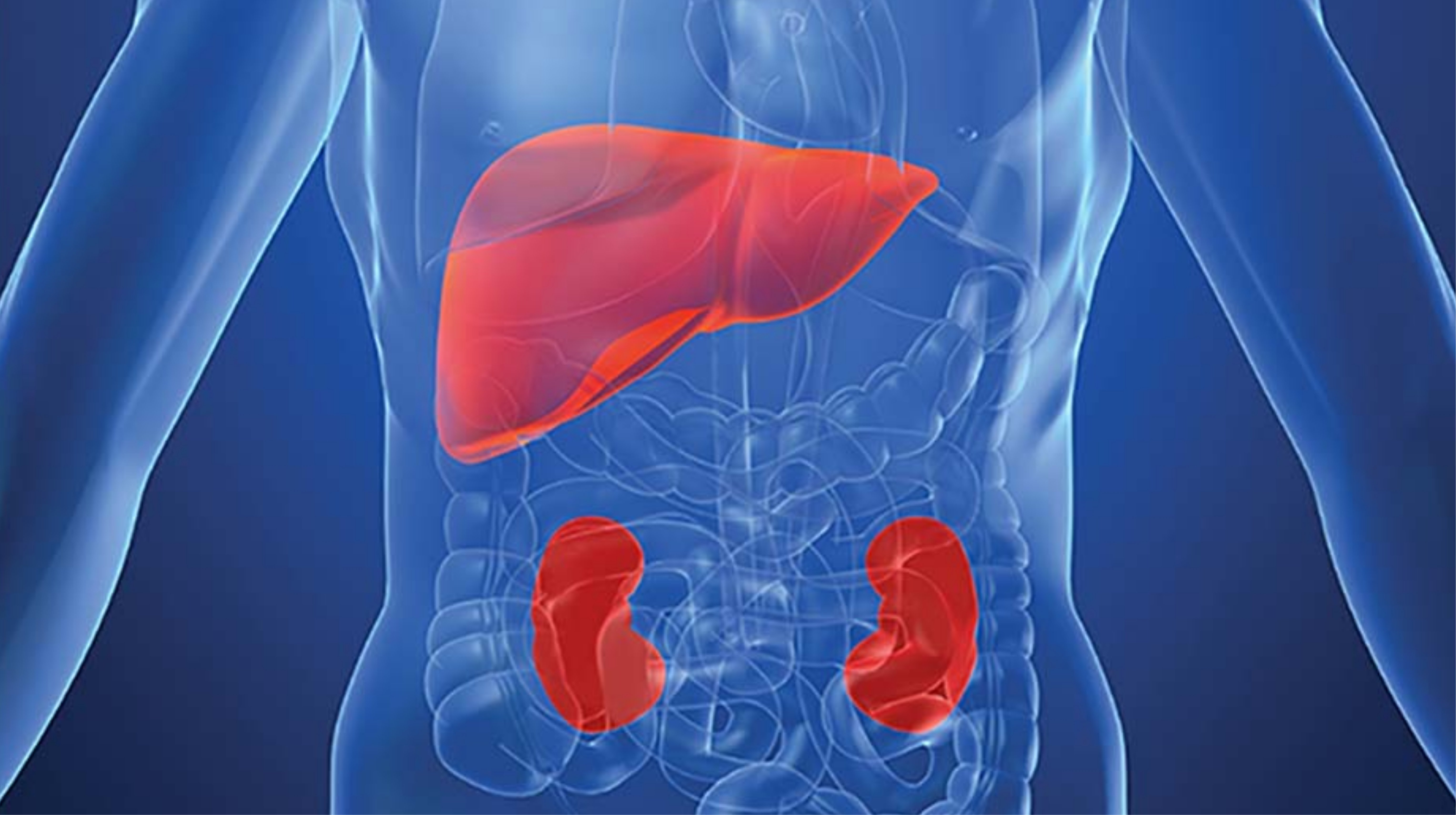 NMN hỗ trợ các chức năng của gan, thận