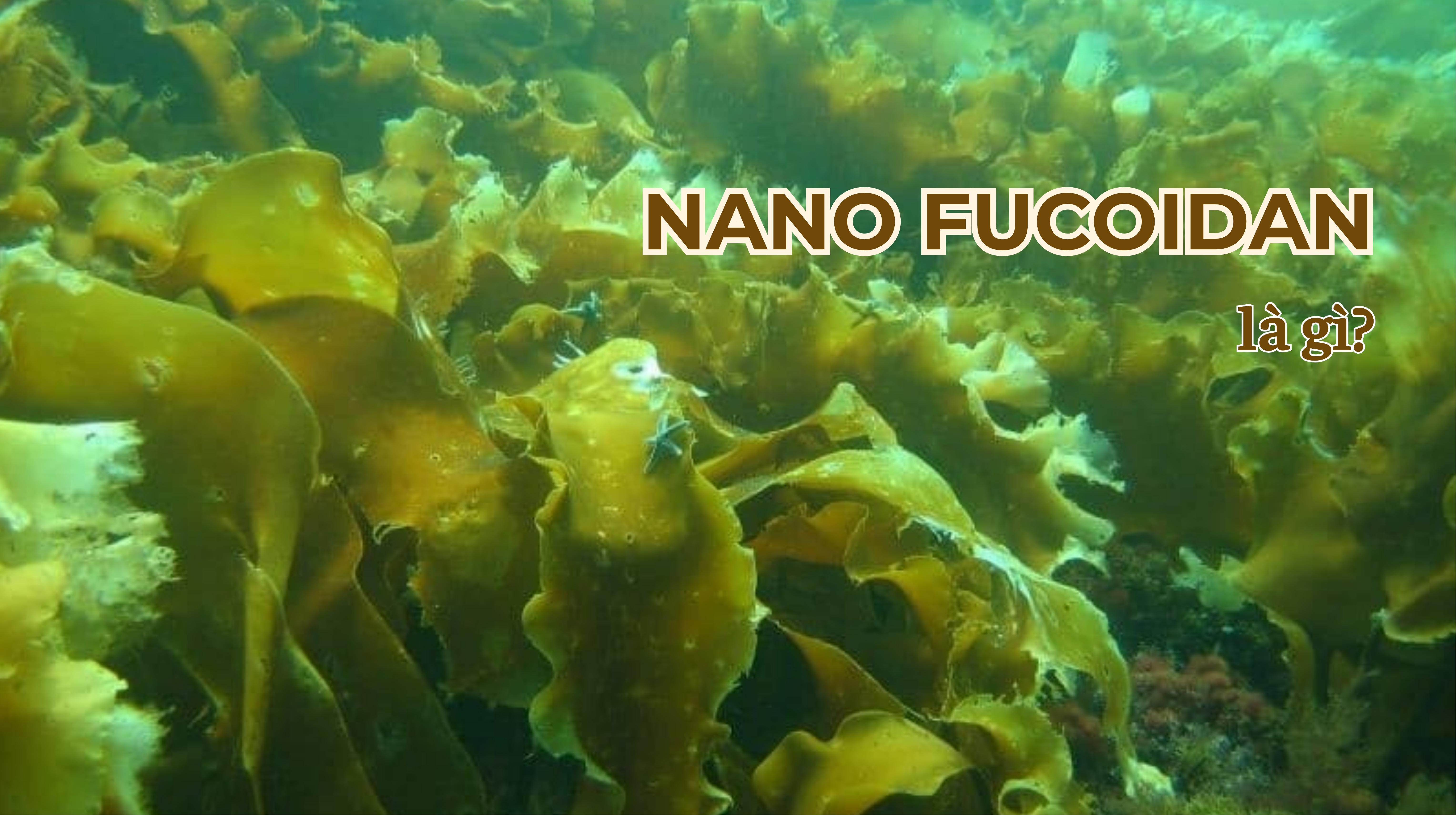 Tìm hiểu về Nano Fucoidan là gì?
