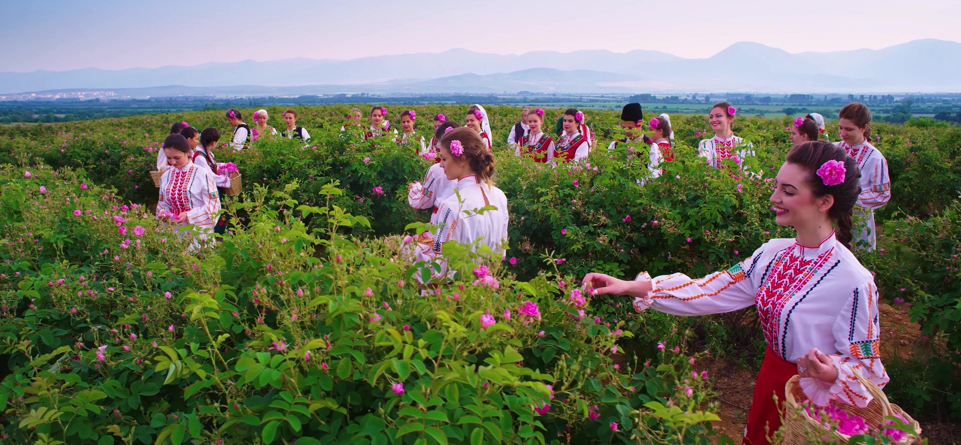 Thu hoạch hoa hồng