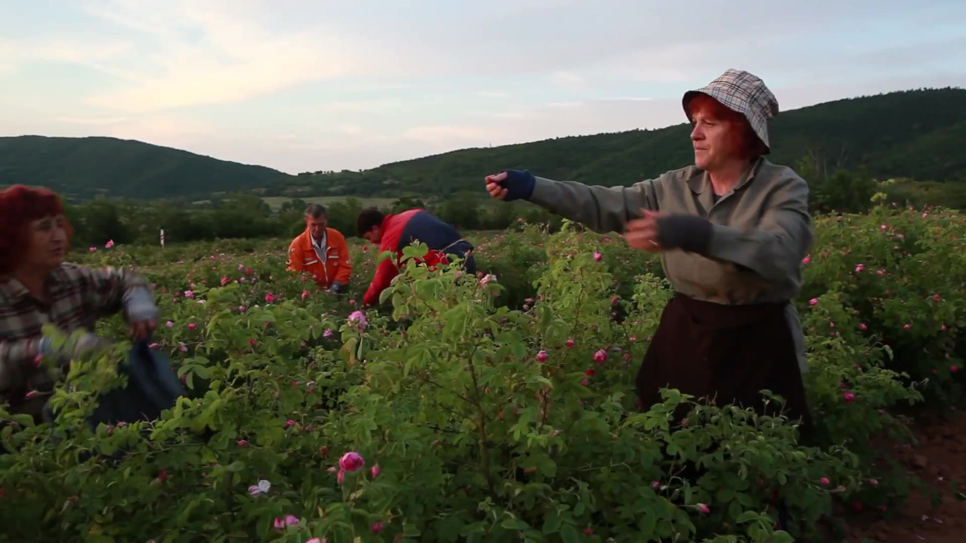 thu hoạch hoa hồng