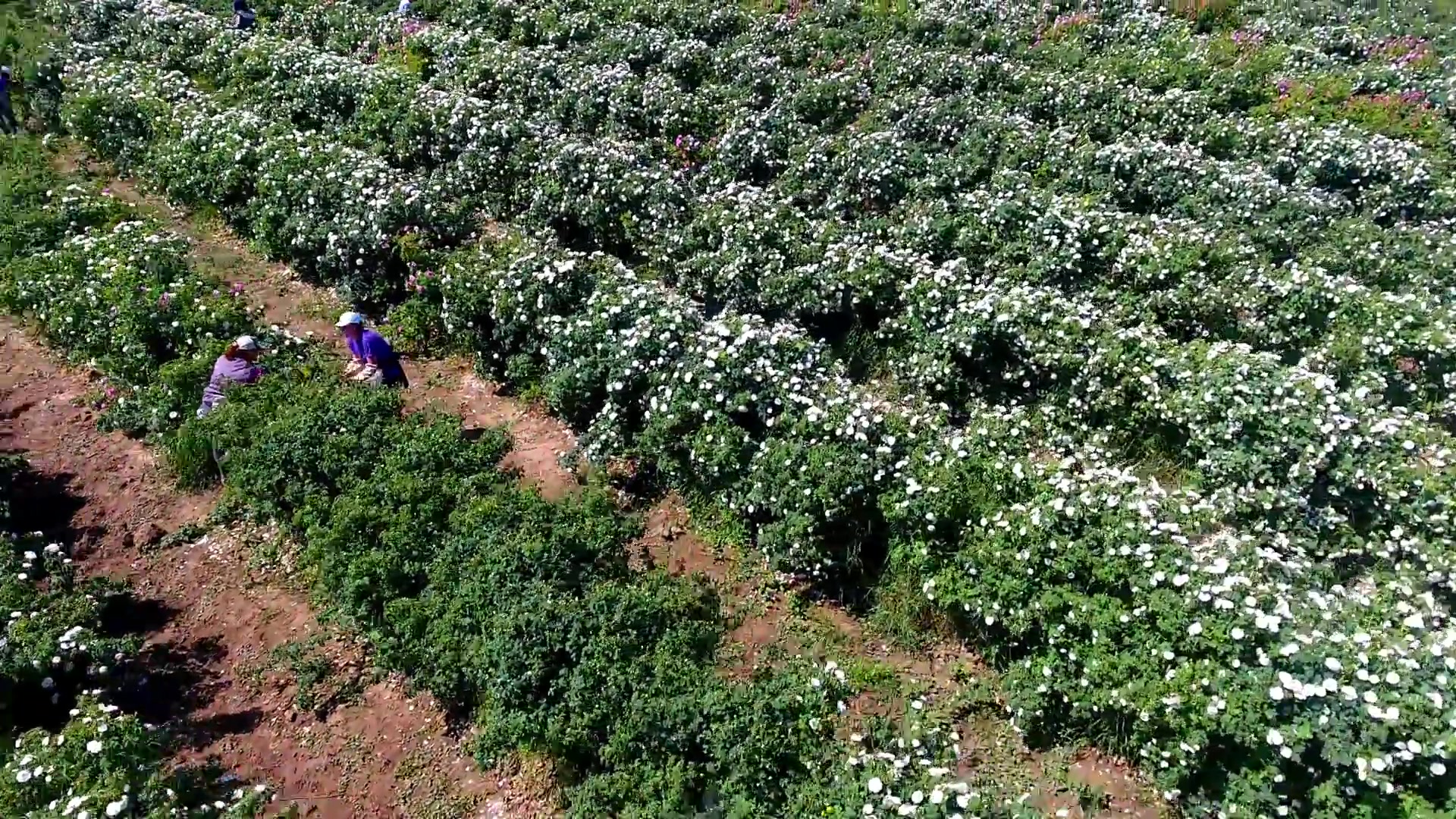 thu hoạch hoa hồng