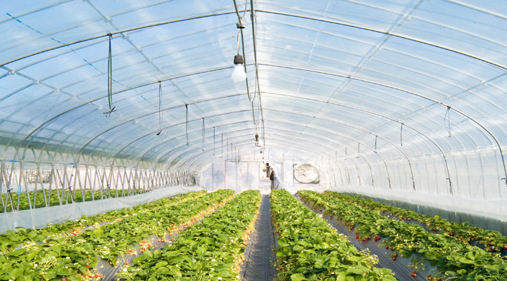 Tấm lợp lấy sáng được ứng dụng trong trồng trọt