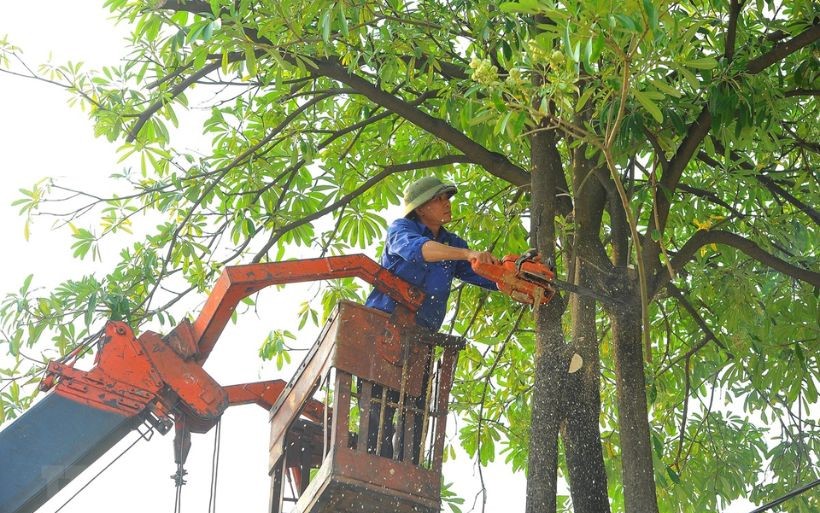 Cắt tỉa những cành cây to xung quanh nhà