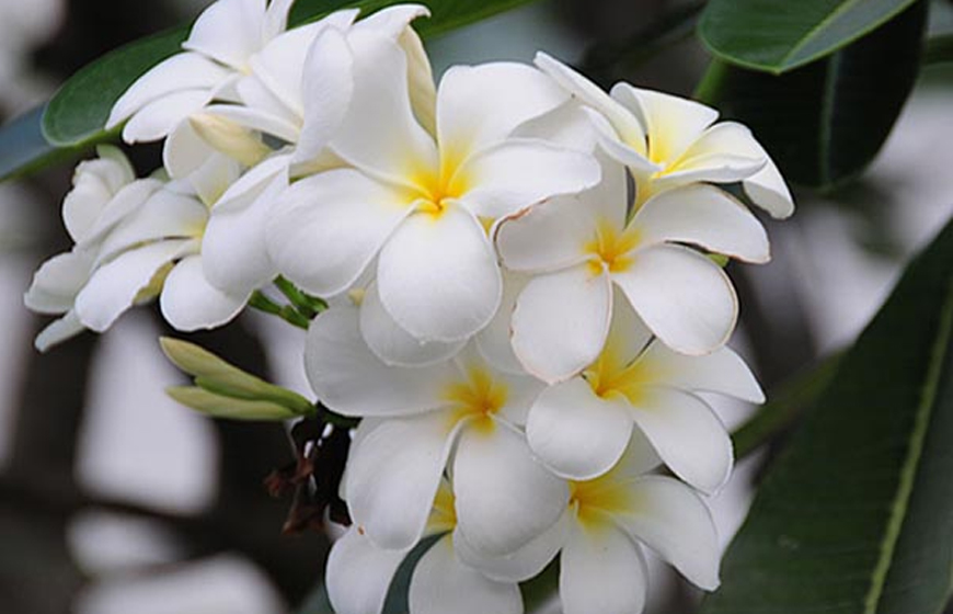 Trắng sữa - Màu sắc của sự trong sáng và thuần khiết