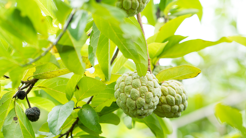 Chọn những chiếc lá na tươi, không sâu bệnh