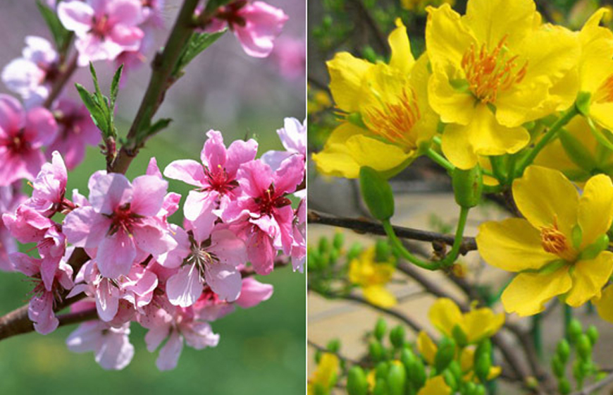 Hoa đào và hoa mai là 2 loài hoa truyền thống mỗi dịp Tết đến Xuân về