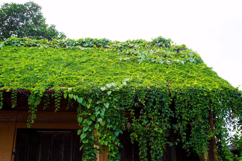 Trồng thêm cây xanh để giảm nhiệt cho ngôi nhà