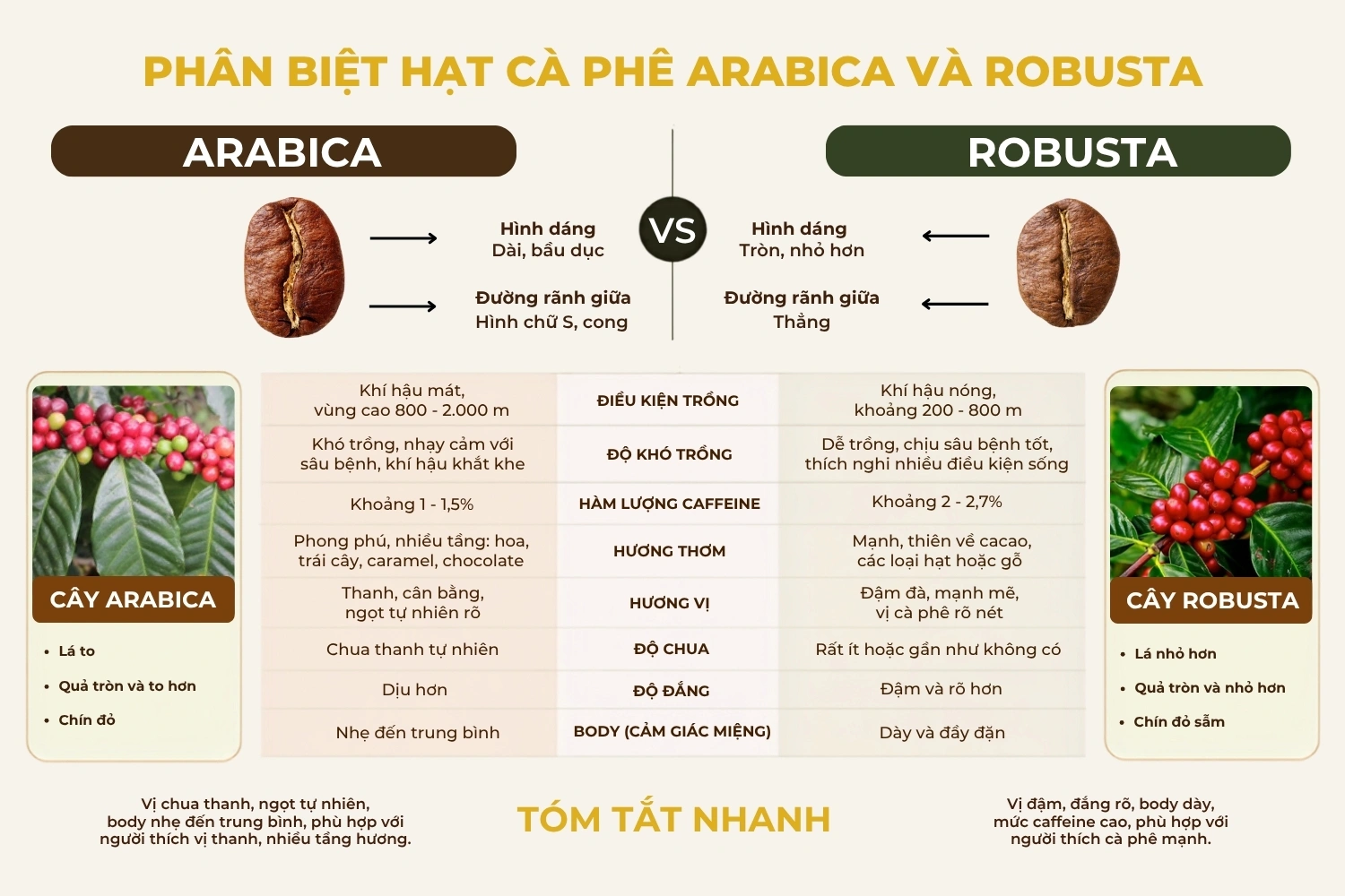 arabica-và-robusta-khác-nhau