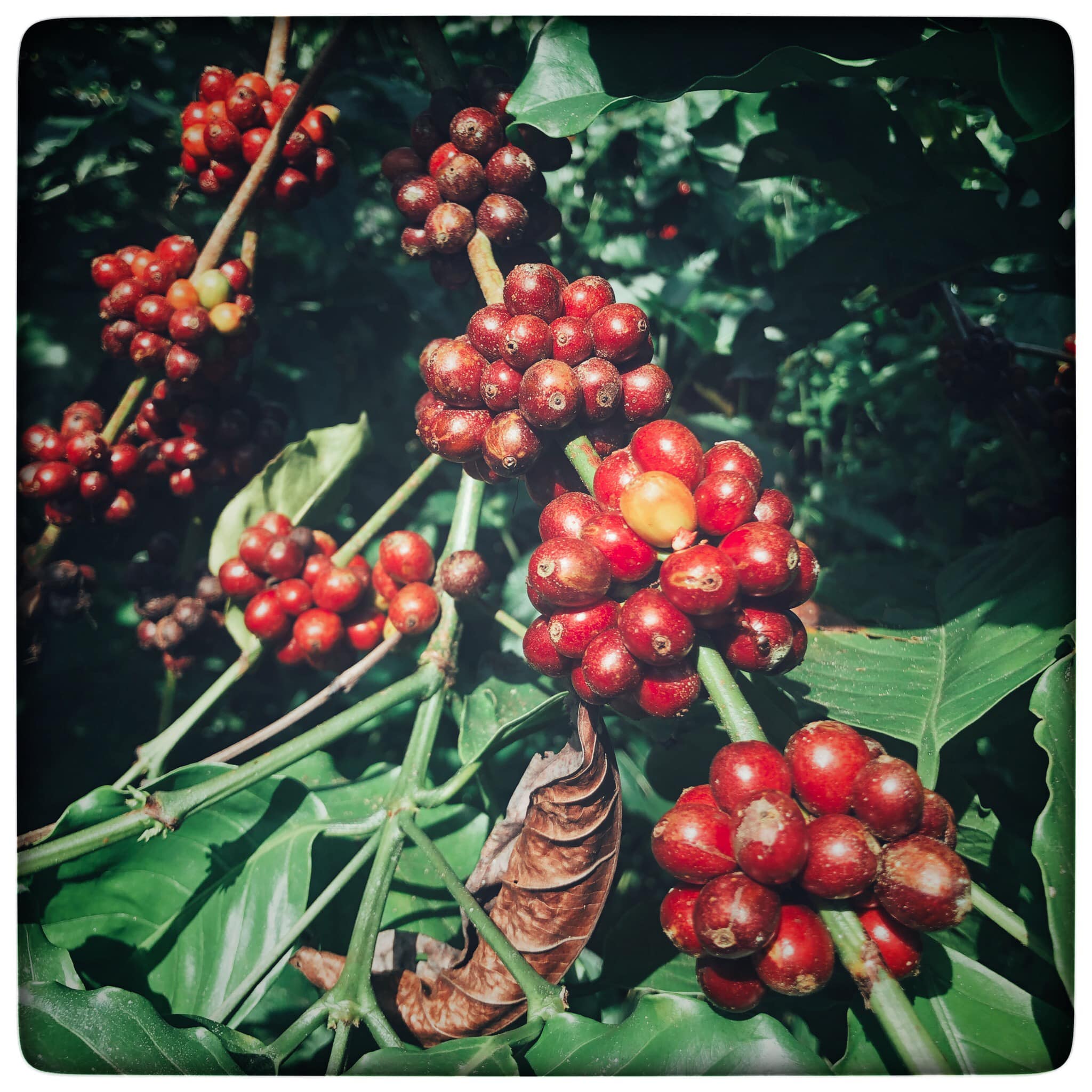 FINE-ROBUSTA-CUPPING-EVENT-EARLYMORNINGCOFFEE-EARLYMORNING-LOCVUNGCAFE-SPECIALTYCOFEE-ORGANICCOFFEE-8