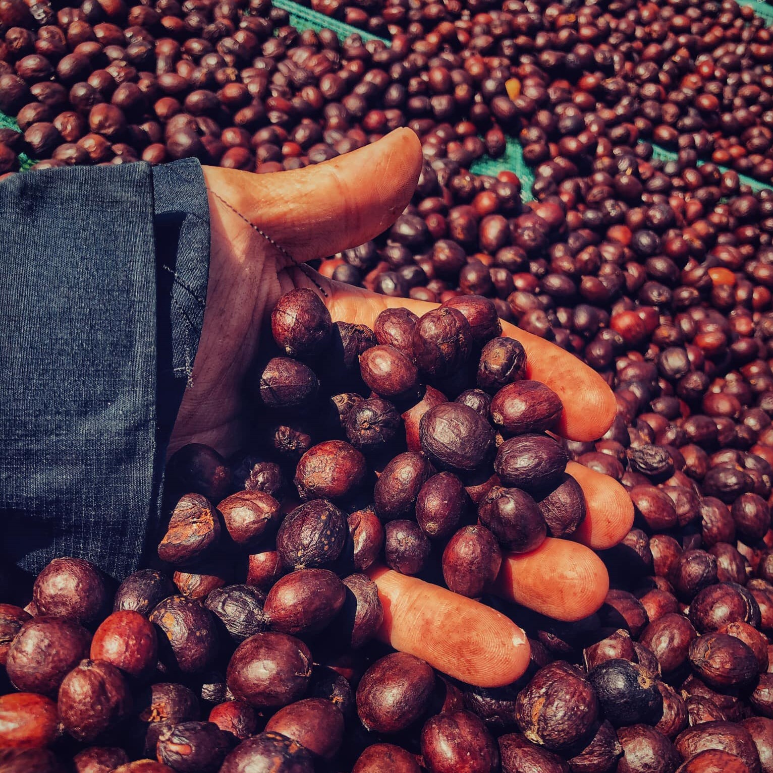 FINE-ROBUSTA-EARLYMORNING-ORGANICCOFFEE-CAPHE